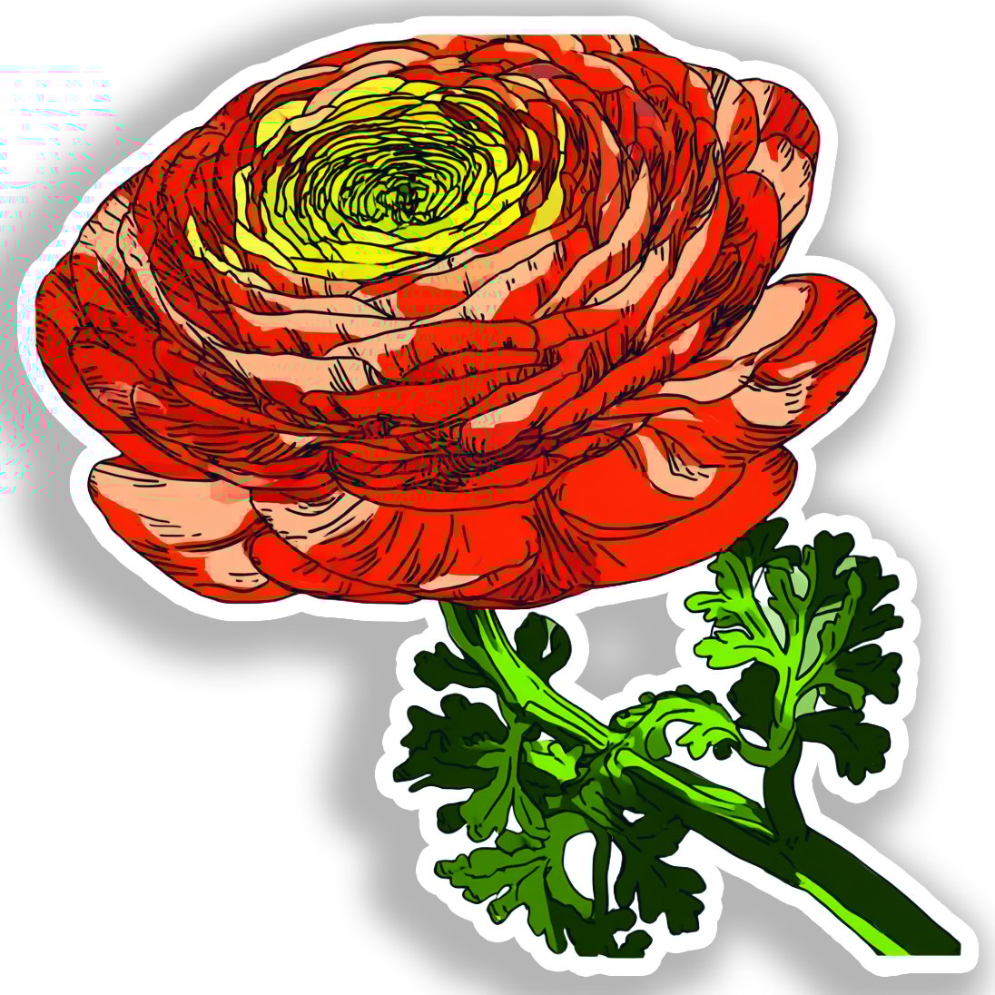Ranunculus Flower Vinyl Decal Sticker for Car, Laptop, Tumbler and more # A019234-4" x 4"