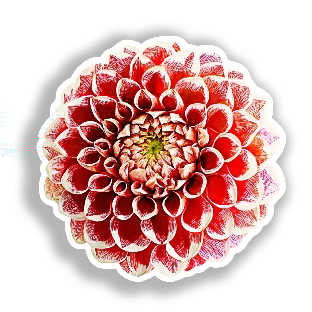 Dahlia Flower Vinyl Decal Sticker for Car, Laptop, Tumbler and more # A019685-4" x 4"
