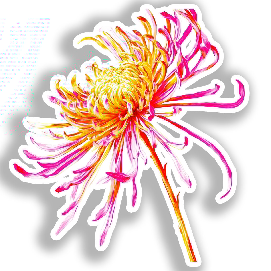 Chrysanthemum Flower Vinyl Decal Sticker for Car, Laptop, Tumbler and more # A018877-4" x 4"