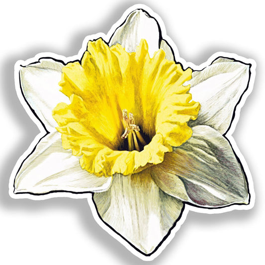 Daffodil Flower Vinyl Decal Sticker for Car, Laptop, Tumbler and more # A019735-4" x 4"