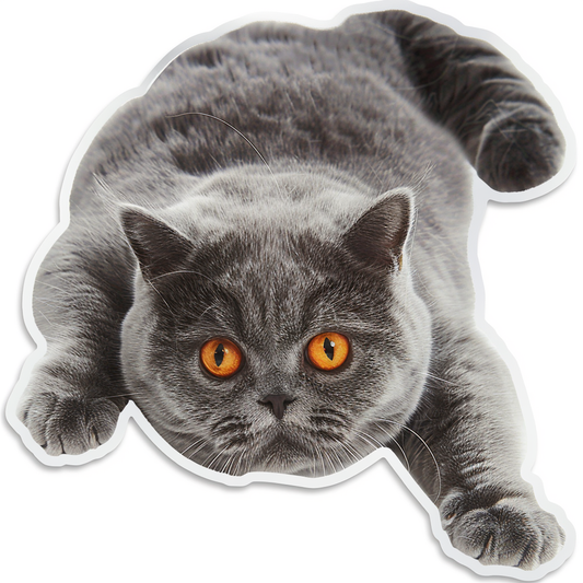 British Shorthair cat Vinyl Decal Sticker for Car, Laptop, Tumbler and more # F07551