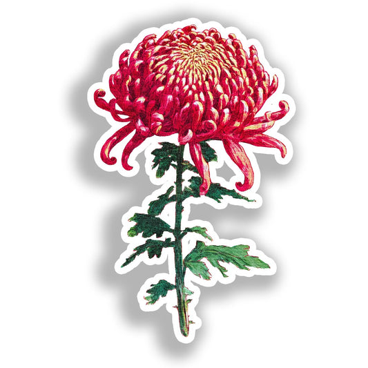 Chrysanthemum Flower Vinyl Decal Sticker for Car, Laptop, Tumbler and more # A019790-4" x 4"