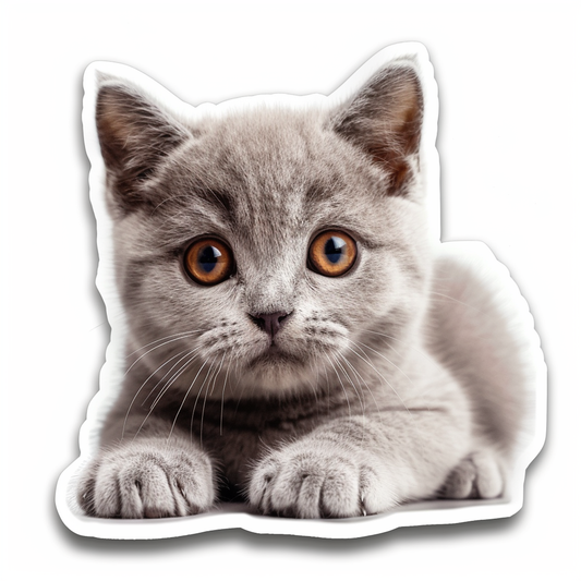 British Shorthair cat Vinyl Decal Sticker for Car, Laptop, Tumbler and more # F07995